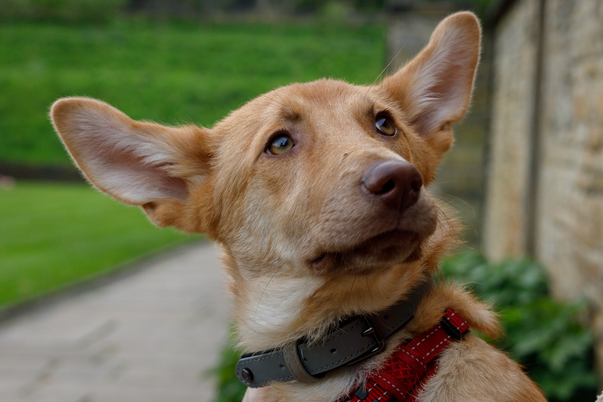 Dog portrait