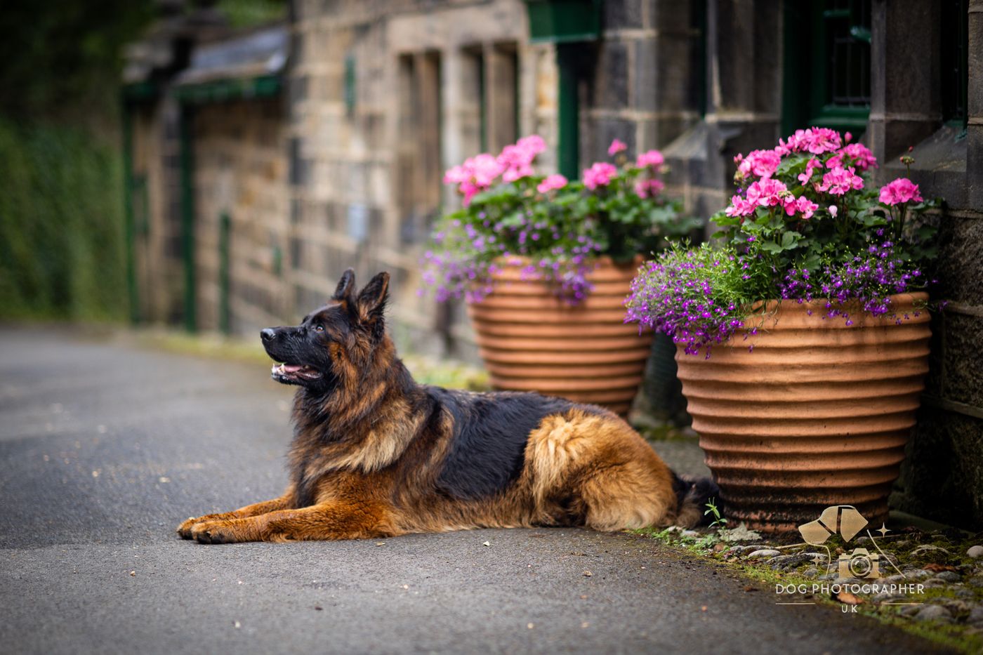 A German Shepherd standing in a rocky stream with forest light behind.