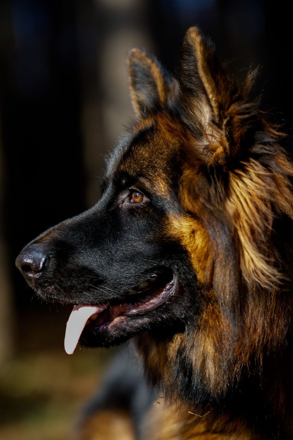 Close-up portrait of a long-haired German Shepherd gazing intently at the camera.