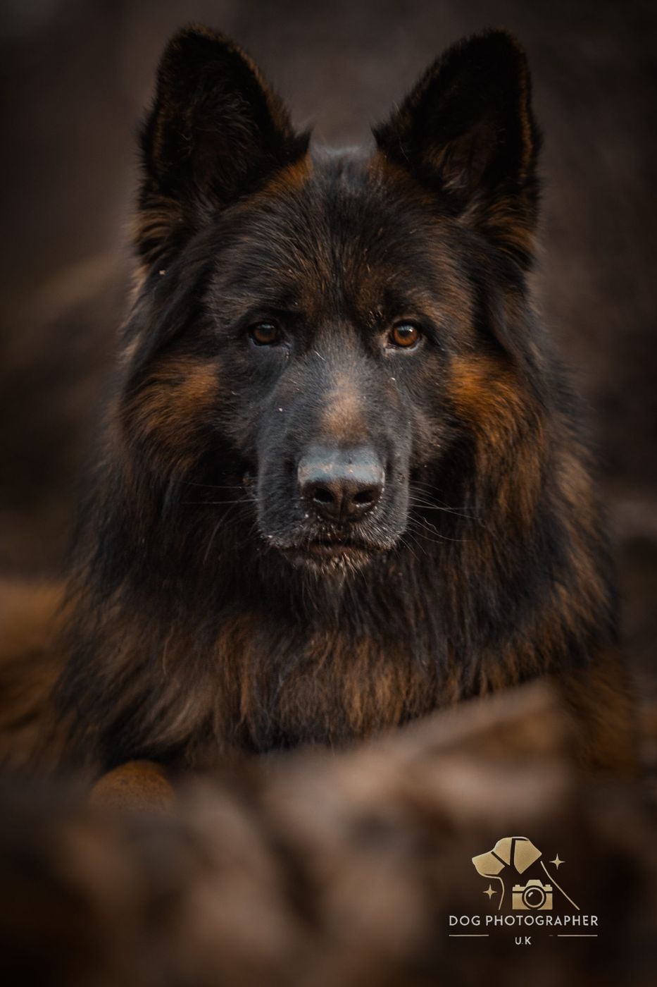 A German Shepherd sitting in lush green grass, looking to the side.