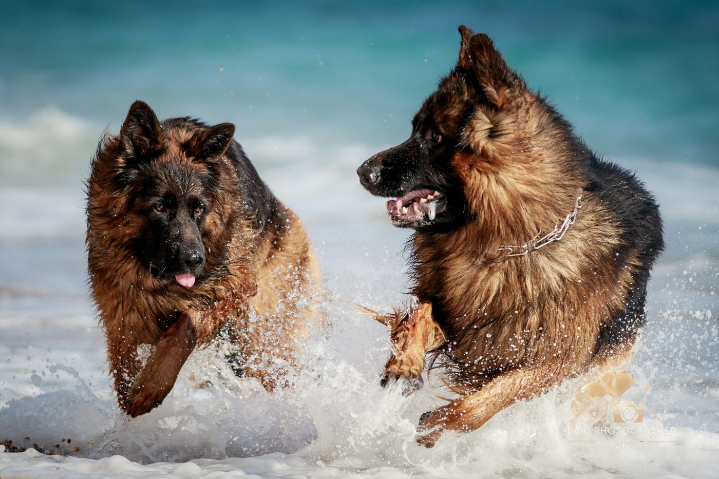 Two German Shepherds running together along a sandy beach.