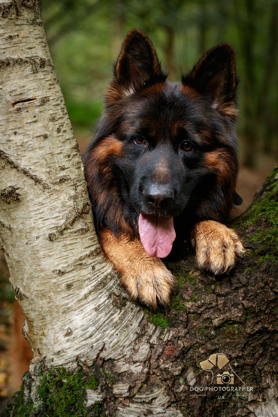 A German Shepherd lying on a paved garden path beside terracotta pots of pink flowers.