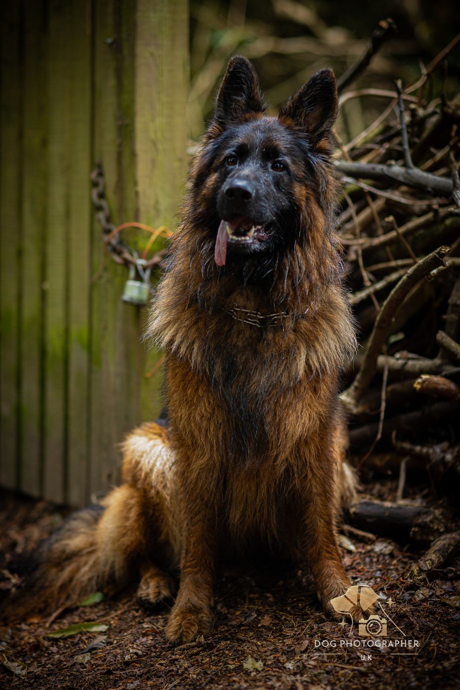 Warm close-up of a German Shepherd’s face and amber eyes.