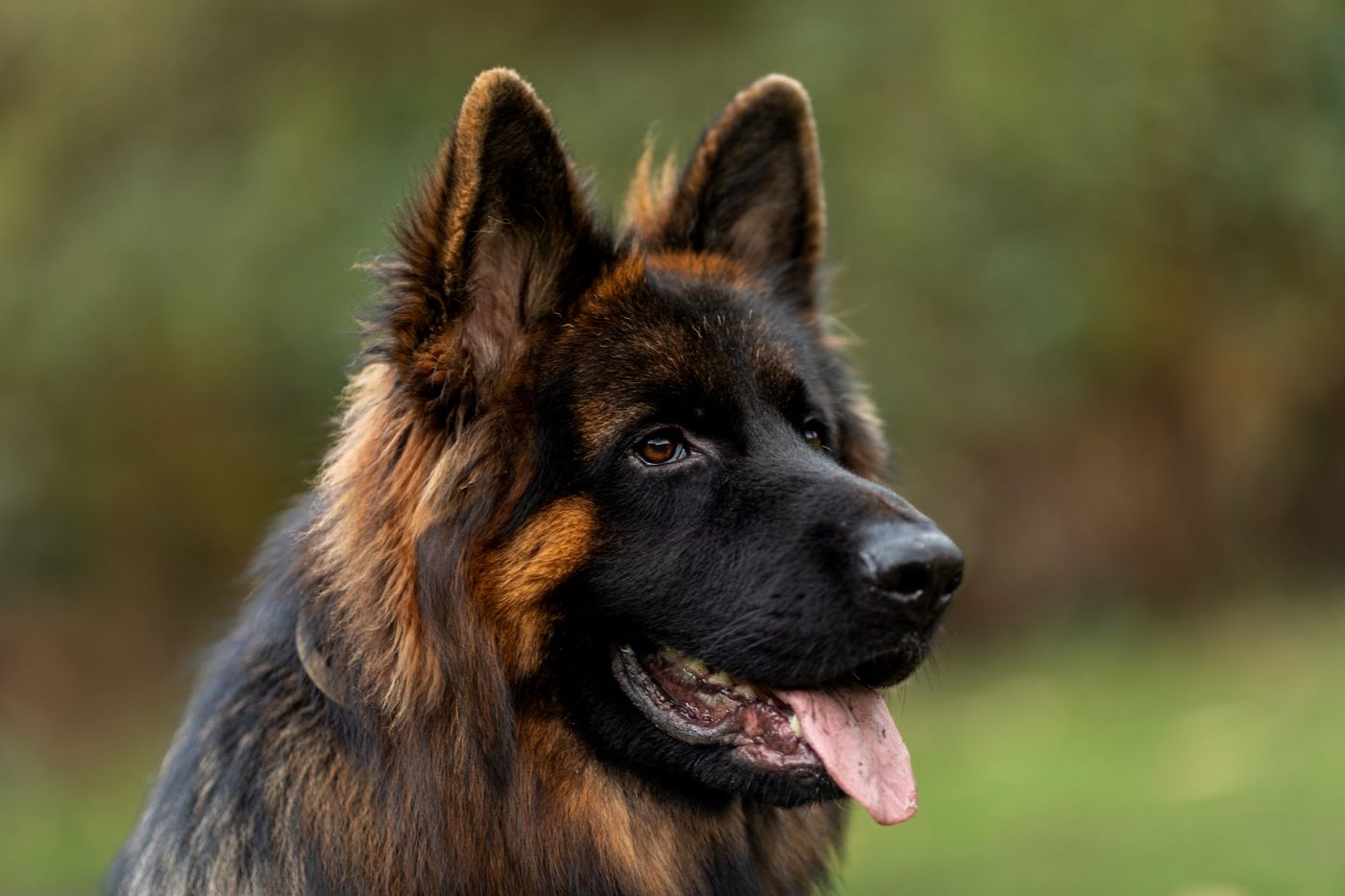 Two long-haired German Shepherds lying together in a forest.