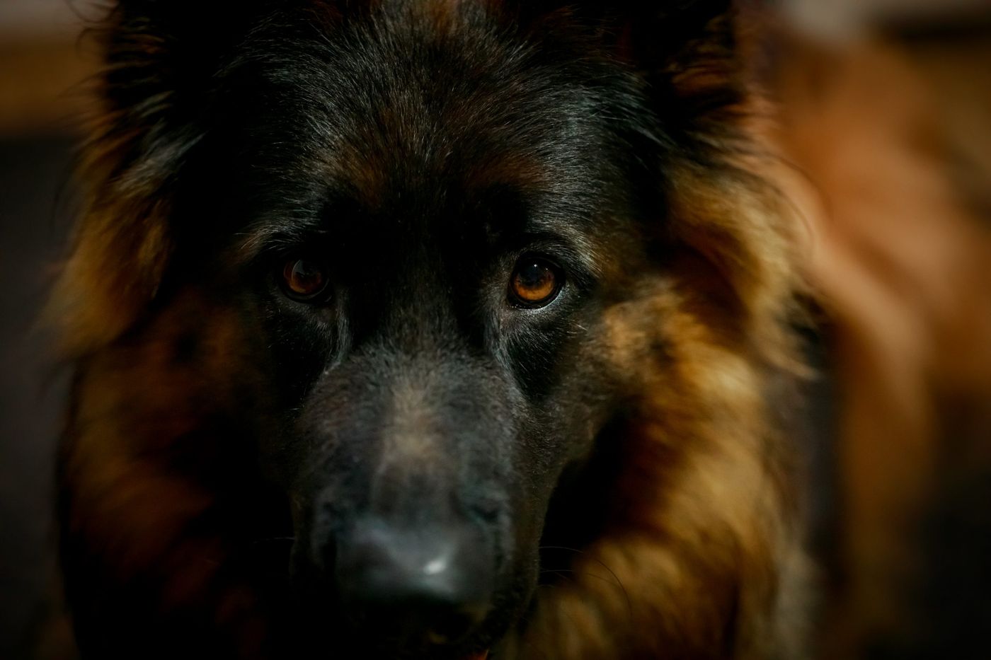 A wet German Shepherd standing in shallow water among rocks.