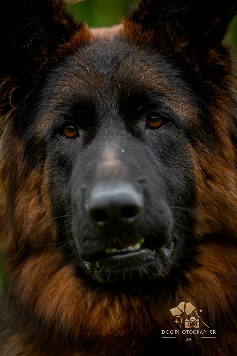 Intimate portrait of a German Shepherd looking slightly aside.