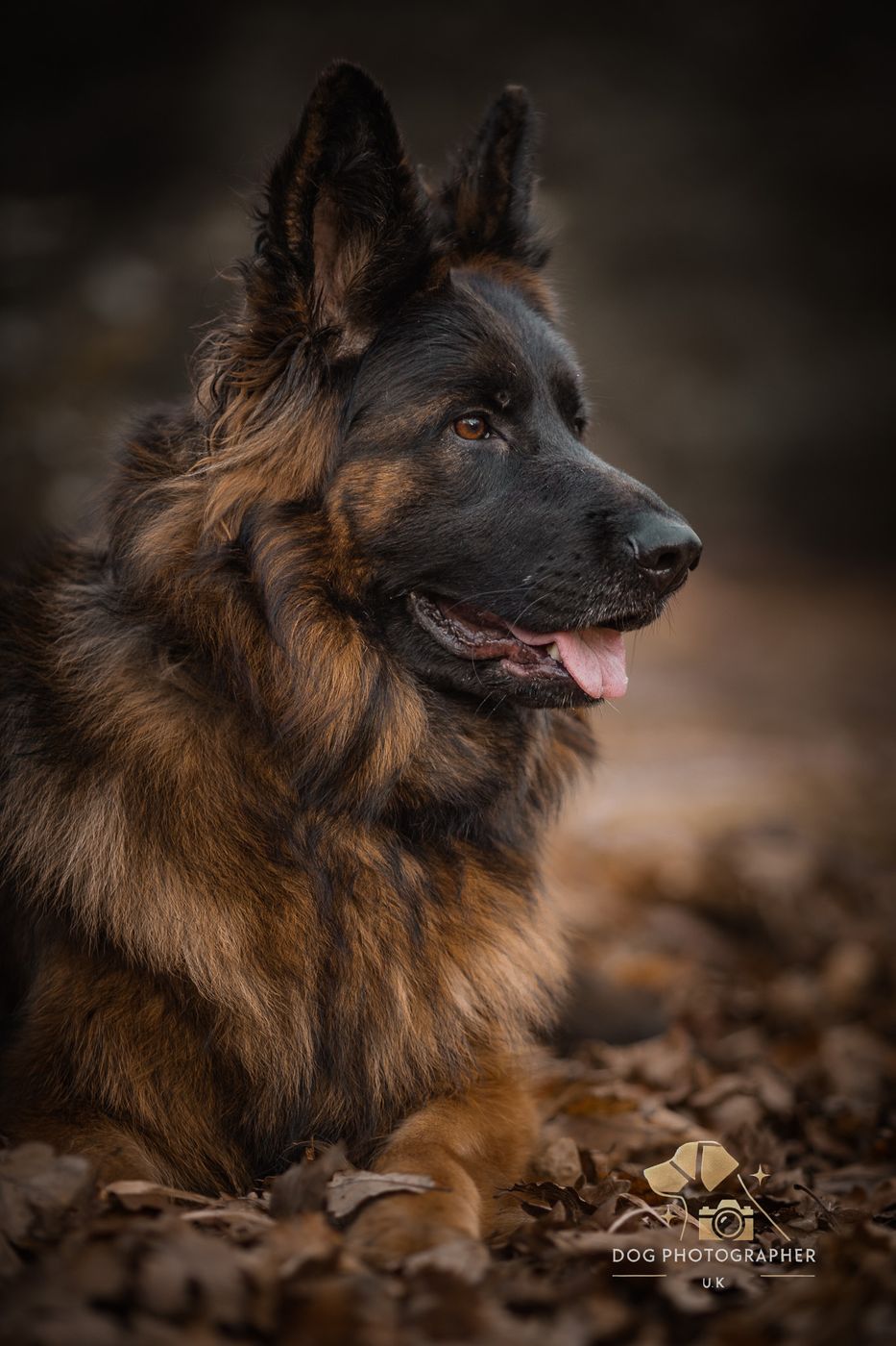 A German Shepherd sitting among autumn leaves, tongue out.