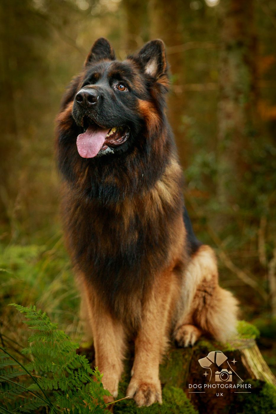 A German Shepherd lying in a field of yellow flowers, tongue out, sunlit grass behind.