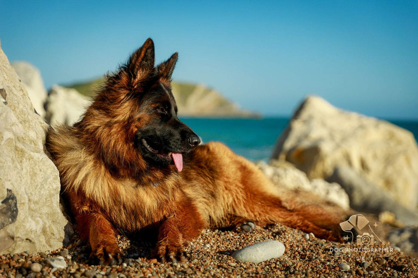 Two German Shepherds standing together on a sandy beach with the sea behind them.