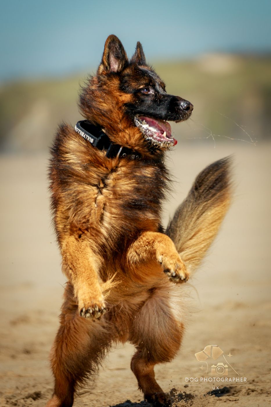 A German Shepherd leaping on a sunny beach, mouth open mid-action.