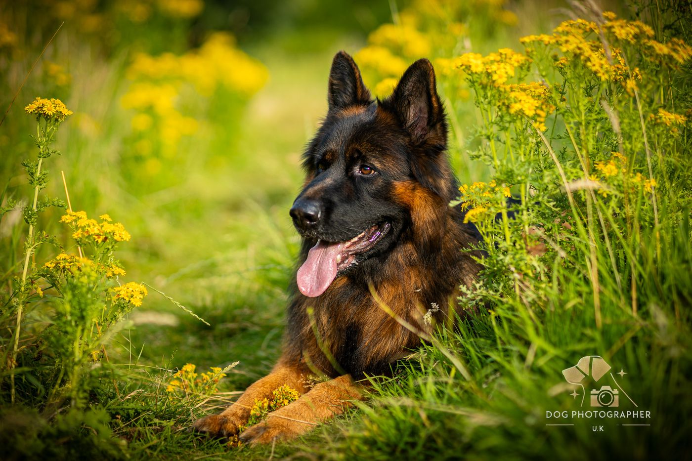 A German Shepherd lying in a field of yellow flowers, tongue out, sunlit grass behind.