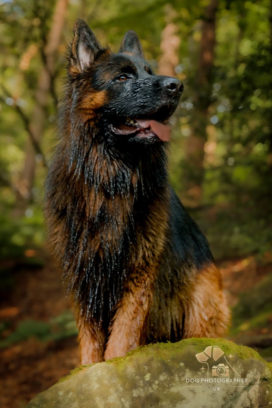 Close-up of a German Shepherd looking directly into the lens.
