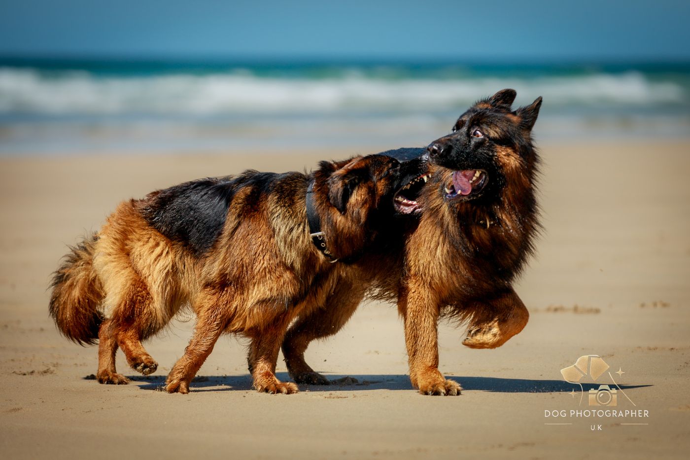 A German Shepherd lying on a rocky beach with the sea and hills behind.