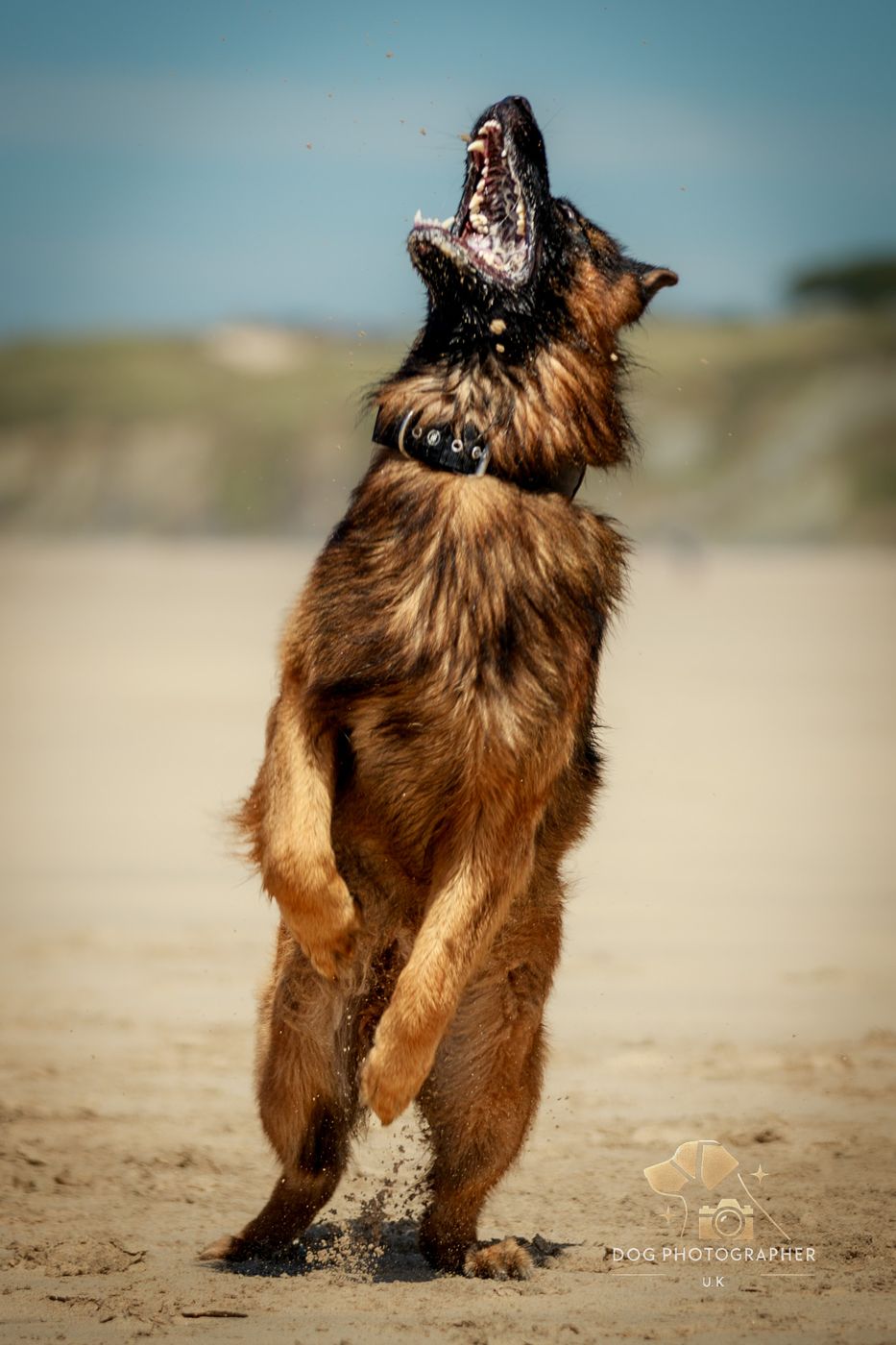 A long-haired German Shepherd sitting in woodland beside a wooden fence.