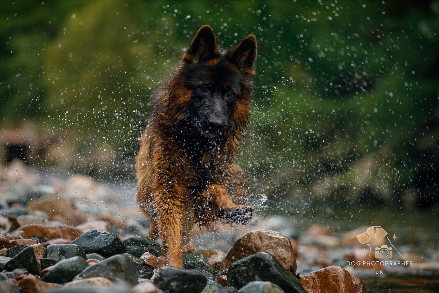 A German Shepherd standing on hind legs on the beach, catching in mid-air.