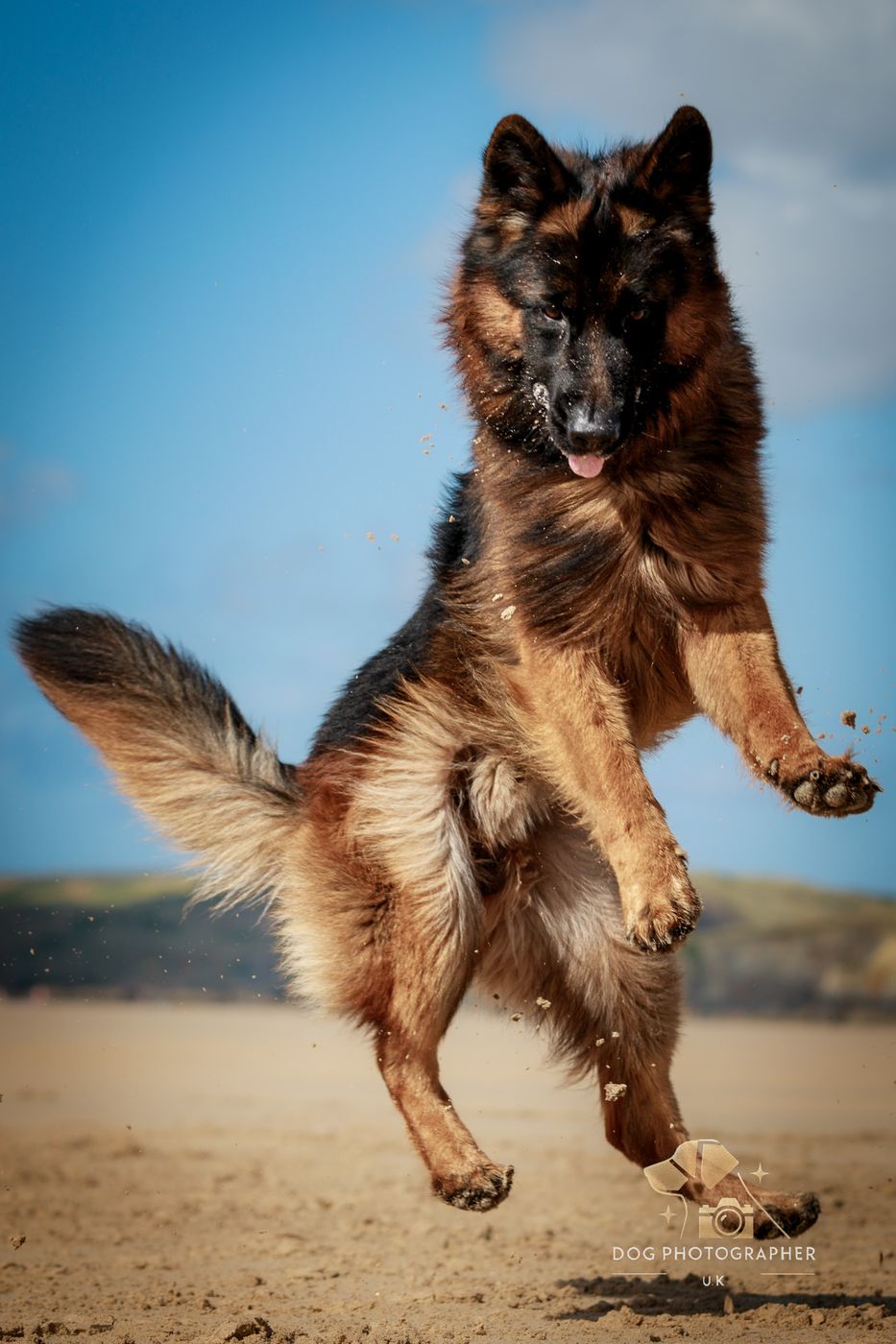 Action dog photography