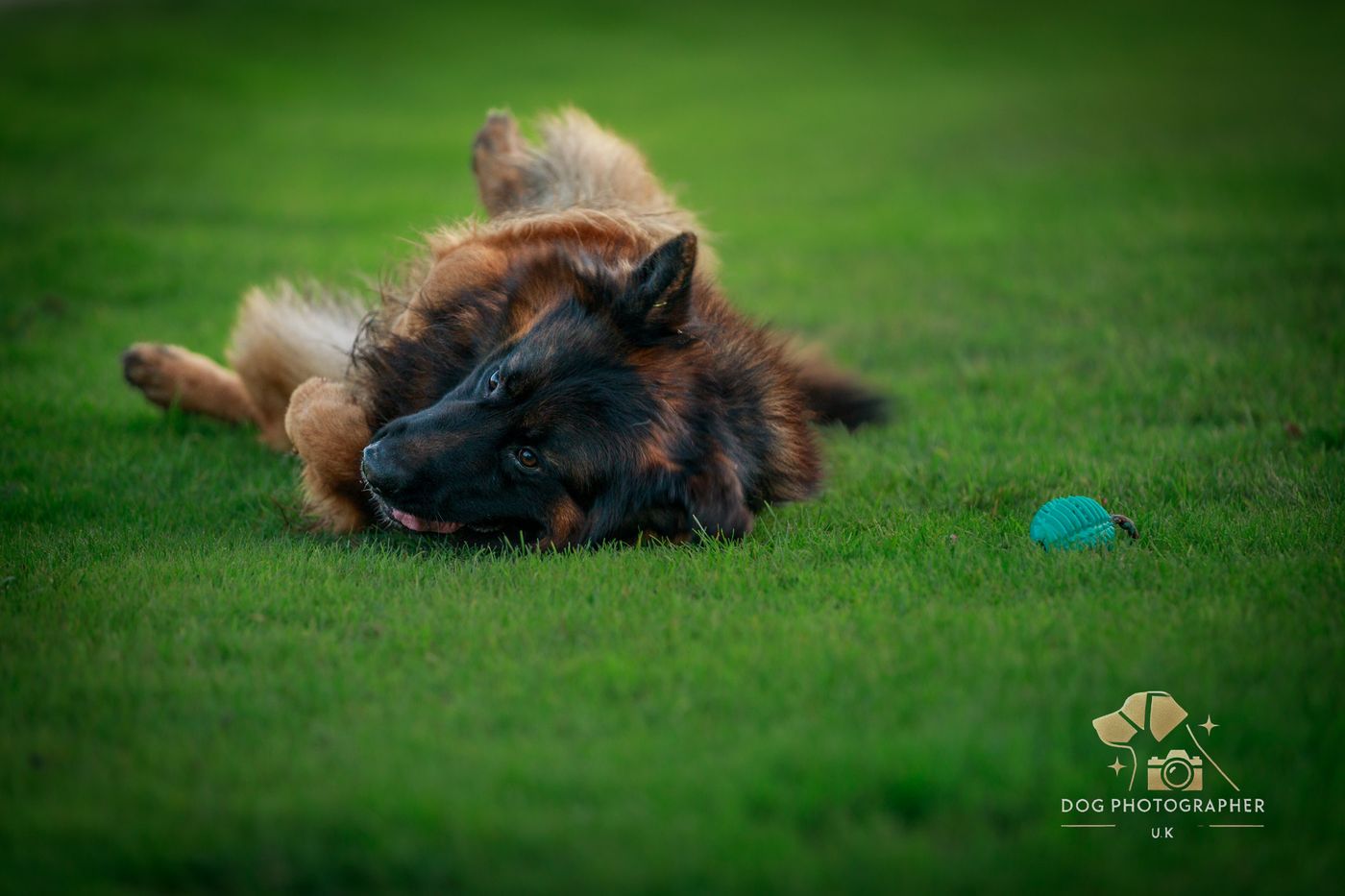 Home & lifestyle dog photography