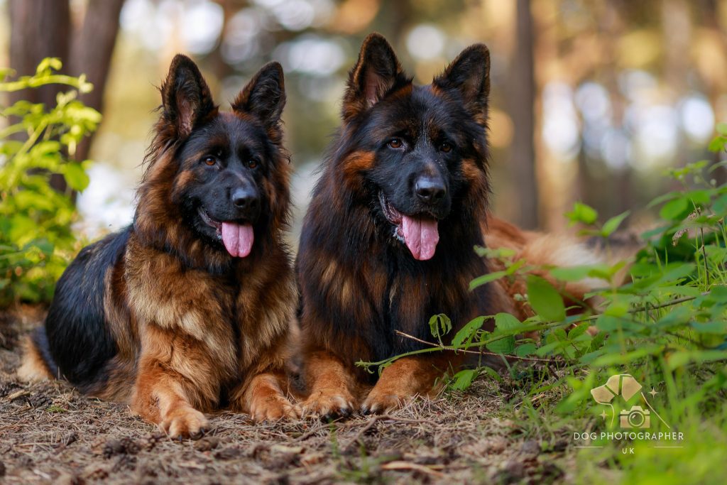 Two long-haired German Shepherds are lying on the ground in a forest setting. They both have fluffy fur with a mix of black and brown colors, and their tongues are out. The background is filled with trees in soft focus.