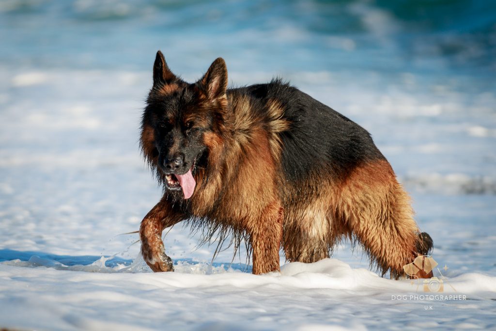 A German Shepherd with wet fur joyfully walks through shallow waves at the beach. The dogs tongue is out, and its fur glistens in the sunlight, with the sea visible in the background.