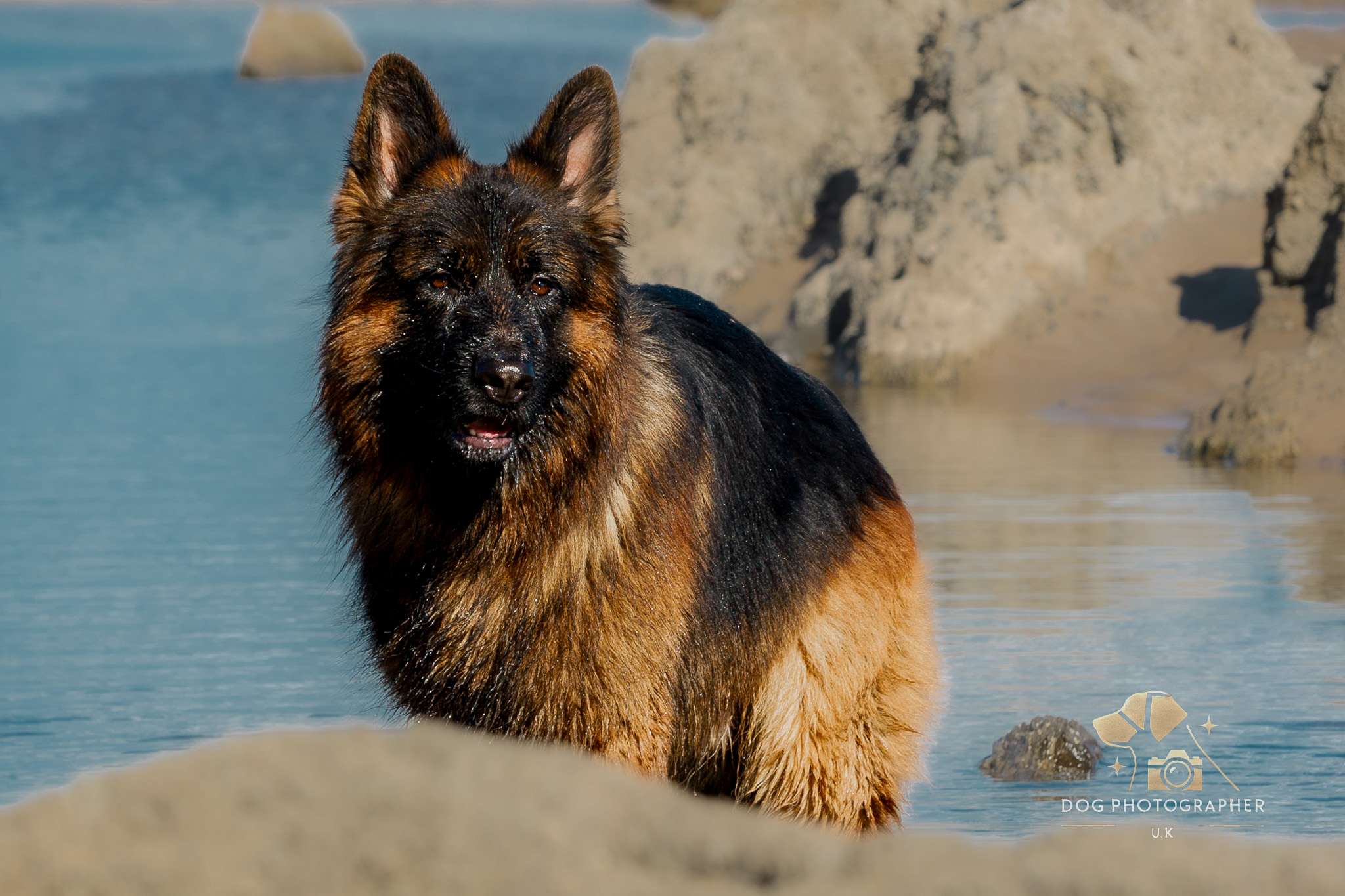 A German Shepherd stands by the water, partially wet, with rocks in the background. The dog appears alert and attentive, surrounded by a serene aquatic landscape.